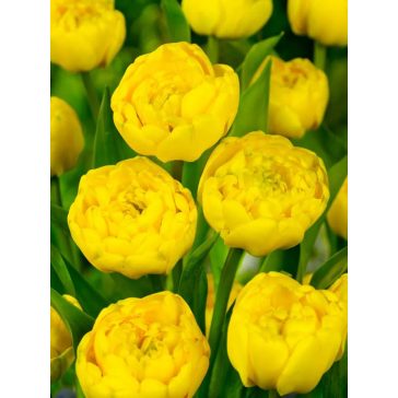 Yellow pomponette tulipán (méret: 12/+)