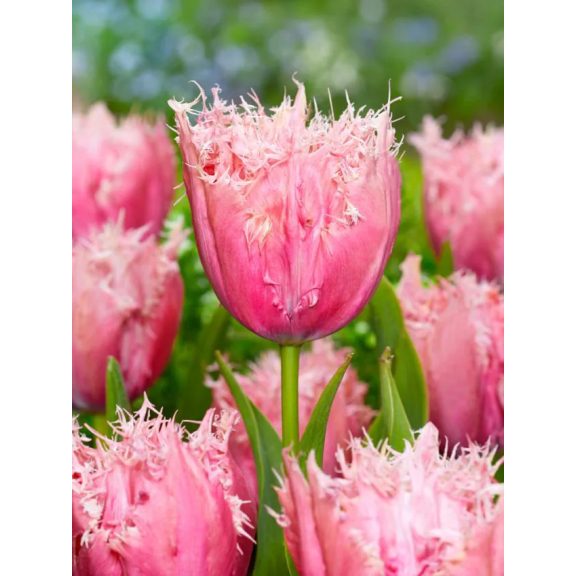 Paleis het loo tulipán (méret: 12/+) Paleis het loo tulipán (méret: 12/+)