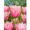 Paleis het loo tulipán (méret: 12/+)
