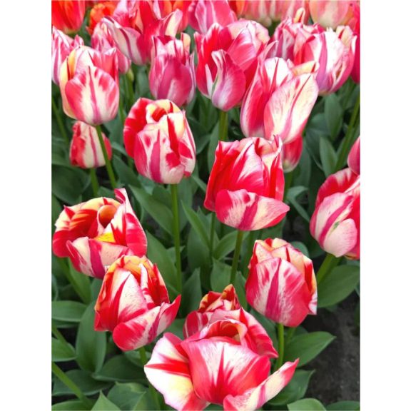 Spryng rembrant tulipán (méret: 12/+) Spryng rembrant tulipán (méret: 12/+)