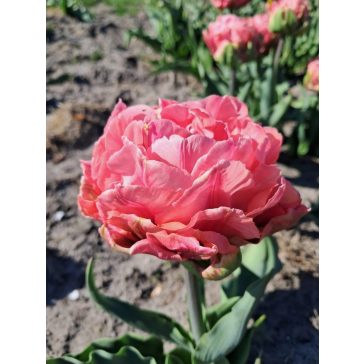 Quinty trustfull tulipán (méret: 12/+)