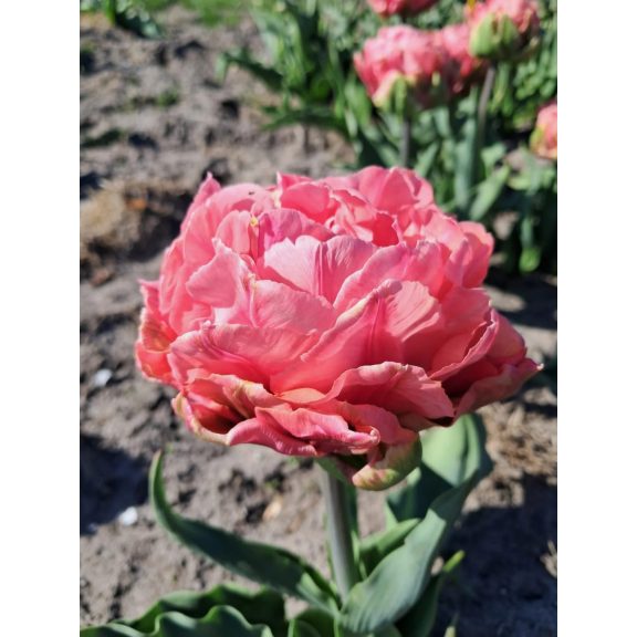 Quinty trustfull tulipán (méret: 12/+)