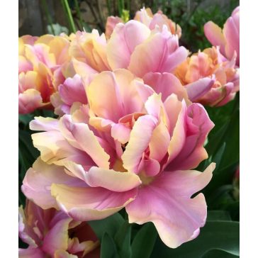 Pink star tulipán (méret: 12/+)