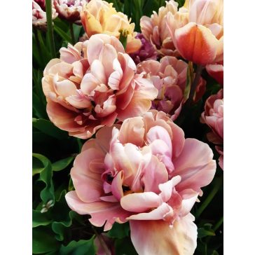 Pink star tulipán (méret: 12/+)