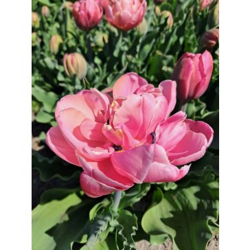 Pink star tulipán (méret: 12/+)
