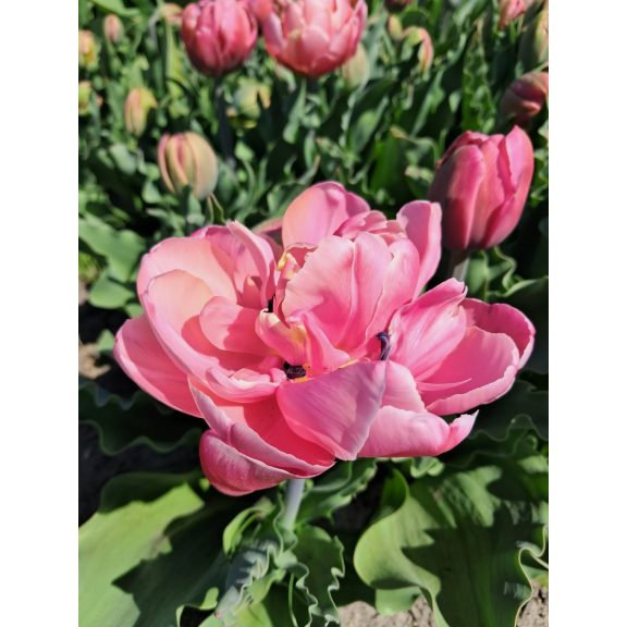 Pink star tulipán (méret: 12/+) Pink star tulipán (méret: 12/+)