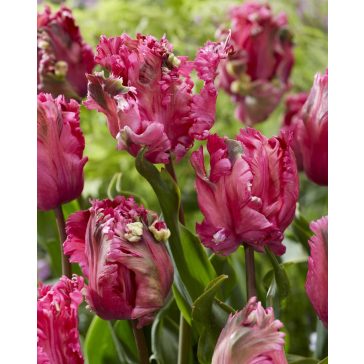 Power parrot tulipán (méret: 12/+)