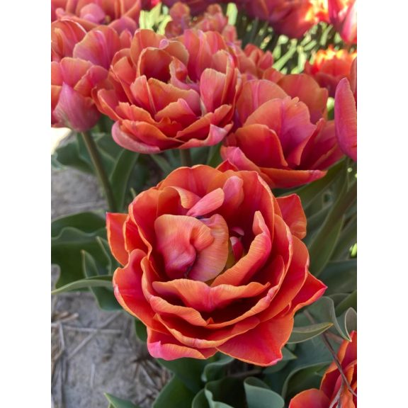Double mine tulipán (méret: 12/+) Double mine tulipán (méret: 12/+)