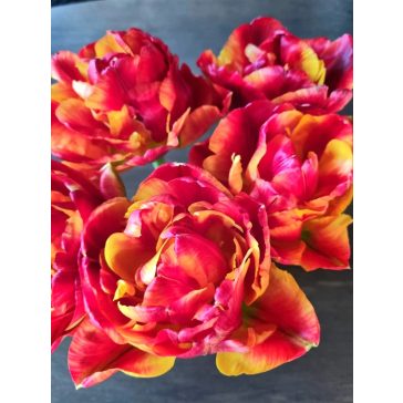 Tropical sensation tulipán (méret: 12/+)