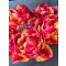Tropical sensation tulipán (méret: 12/+)