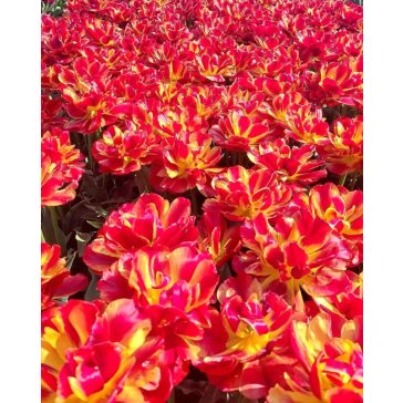 Tropical sensation tulipán (méret: 12/+)