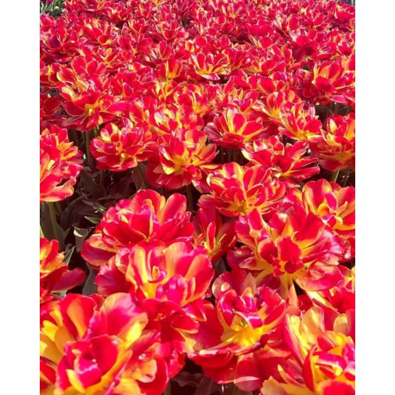 Tropical sensation tulipán (méret: 12/+) Tropical sensation tulipán (méret: 12/+)