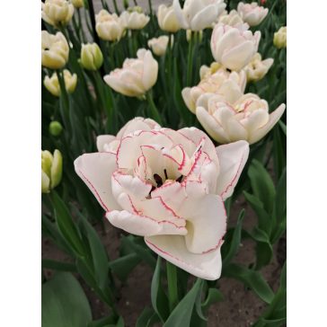 Wild romance tulipán (méret: 12/+)