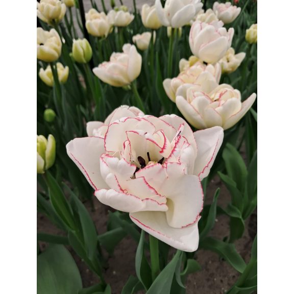 Wild romance tulipán (méret: 12/+) Wild romance tulipán (méret: 12/+)