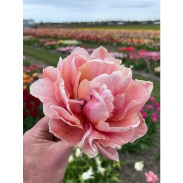 Coral blush tulipán 12/+