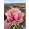 Coral blush tulipán 12/+