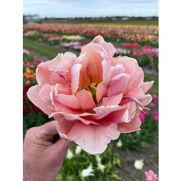 Coral blush tulipán 12/+