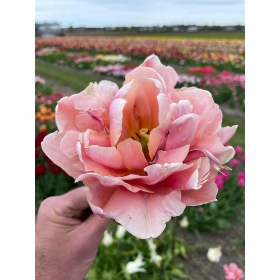 Coral blush tulipán 12/+ Coral blush tulipán 12/+