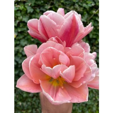Coral blush tulipán 12/+