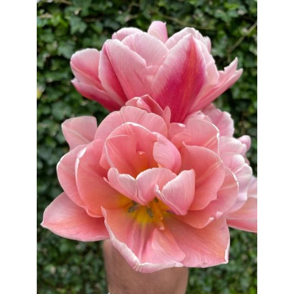 Coral blush tulipán 12/+ Coral blush tulipán 12/+