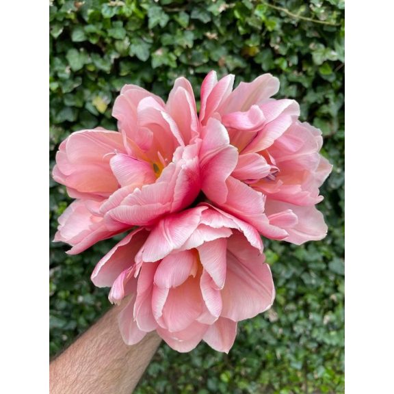 Coral blush tulipán 12/+ Coral blush tulipán 12/+