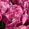 Rosy diamond tulipán (méret: 12/+)