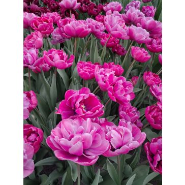 Rosy diamond tulipán (méret: 12/+)