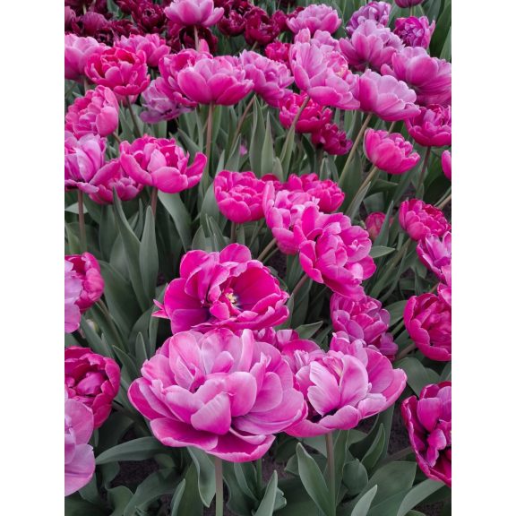 Rosy diamond tulipán (méret: 12/+) Rosy diamond tulipán (méret: 12/+)