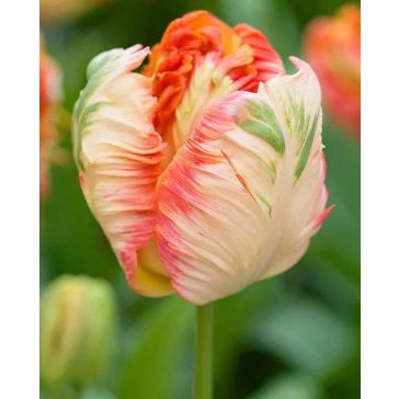 Parrot king tulipán (méret: 12/+)