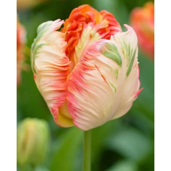 Parrot king tulipán (méret: 12/+) Parrot king tulipán (méret: 12/+)