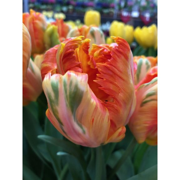 Parrot king tulipán (méret: 12/+) Parrot king tulipán (méret: 12/+)