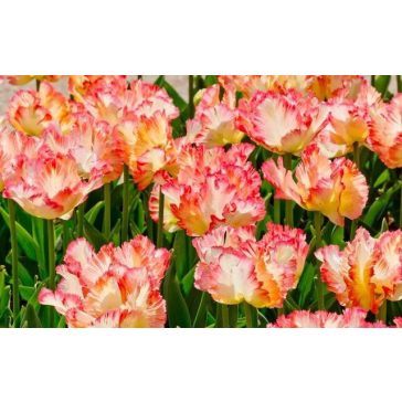 Parrot king tulipán (méret: 12/+)