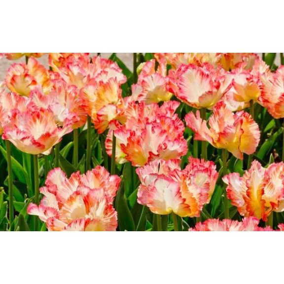 Parrot king tulipán (méret: 12/+) Parrot king tulipán (méret: 12/+)