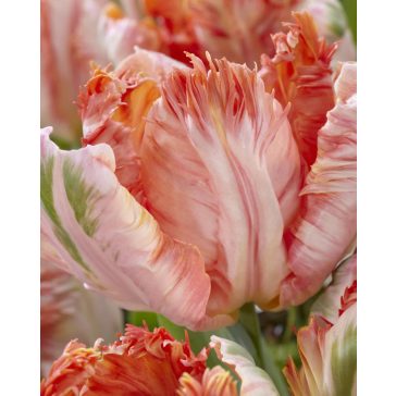 Apricot parrot tulipán (méret: 12/+)