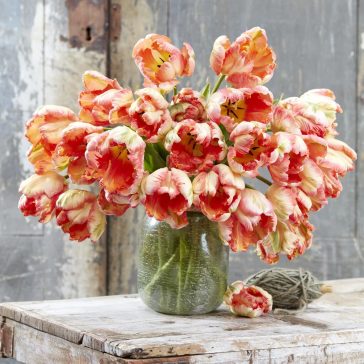 Apricot parrot tulipán (méret: 12/+)