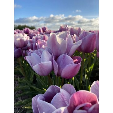Blue heaven tulipán (méret: 12/+)