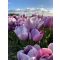 Blue heaven tulipán (méret: 12/+)