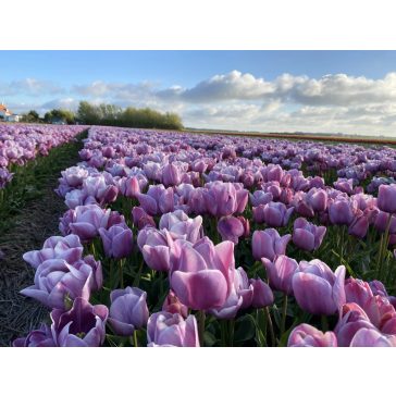 Blue heaven tulipán (méret: 12/+)