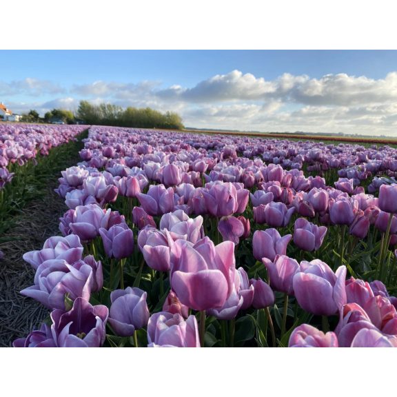 Blue heaven tulipán (méret: 12/+)