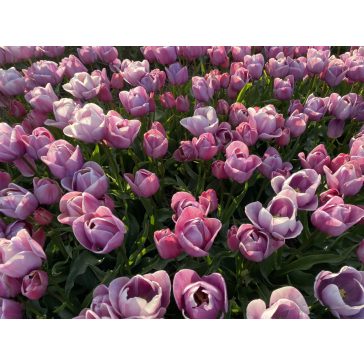 Blue heaven tulipán (méret: 12/+)