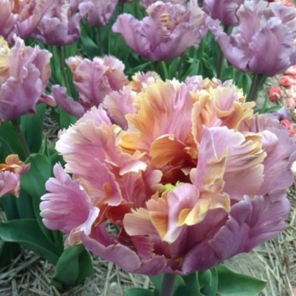 Vovos tulipán 12/+ Vovos tulipán 12/+