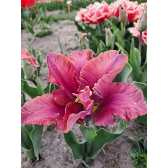 Vovos tulipán 12/+ Vovos tulipán 12/+