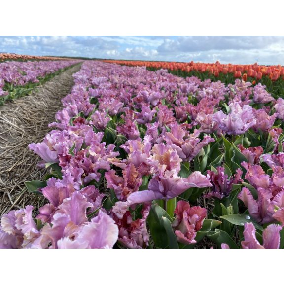 Vovos tulipán 12/+ Vovos tulipán 12/+