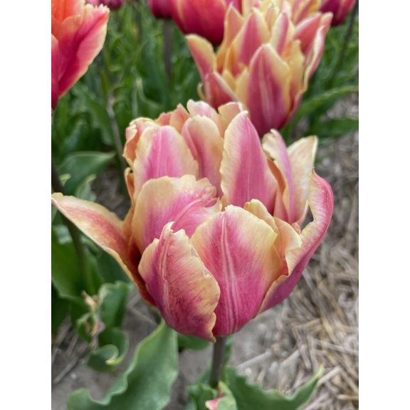 La vie en rose tulipán (méret: 12/+) La vie en rose tulipán (méret: 12/+)