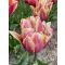 La vie en rose tulipán (méret: 12/+)