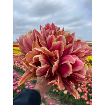 La vie en rose tulipán (méret: 12/+)