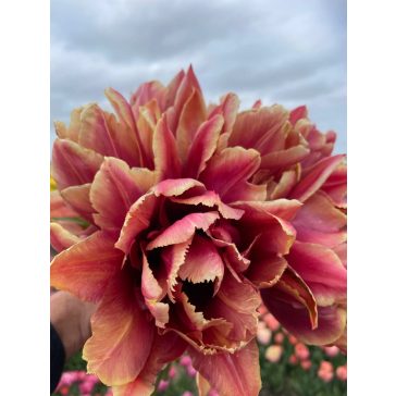 La vie en rose tulipán (méret: 12/+)