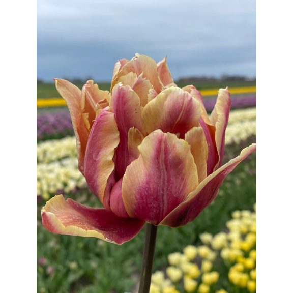 La vie en rose tulipán (méret: 12/+) La vie en rose tulipán (méret: 12/+)