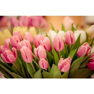 Tulipánhagymák
