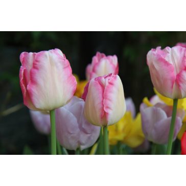 Tulipánok